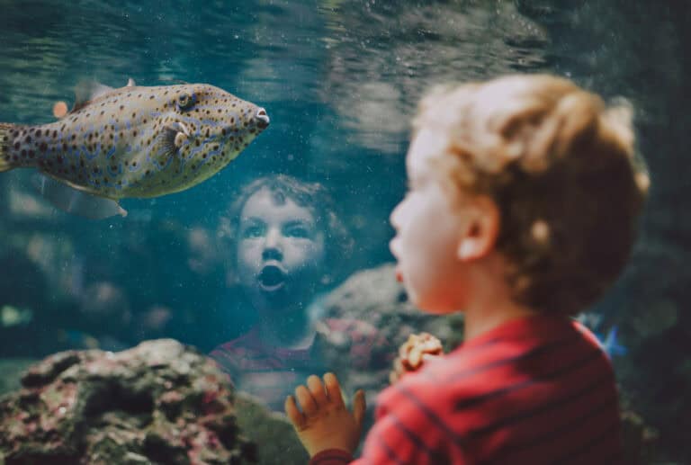 Amazed young boy looking at a exotic fish in aquarium.